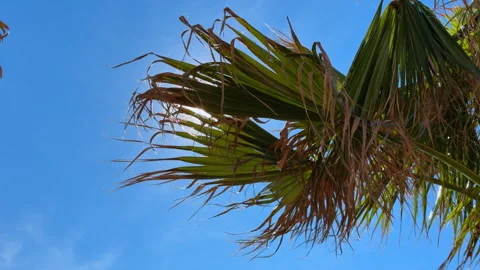 Palm tree frond against bright blue sky Video stock 337401876