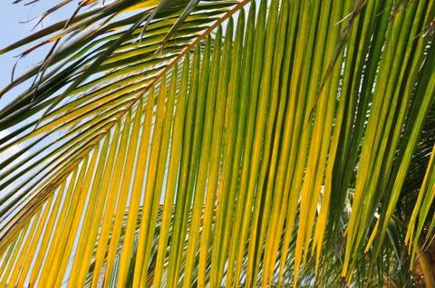 Palm tree frond Stock Photos