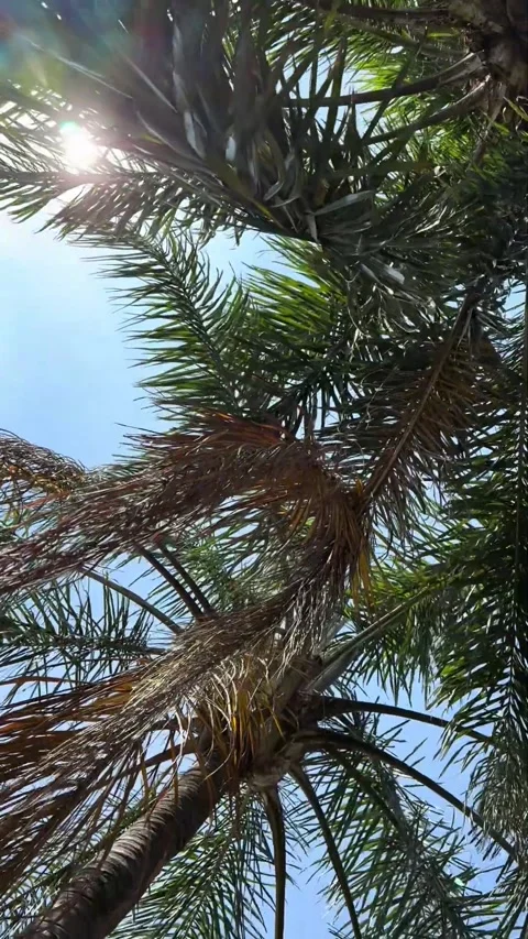 Palm Tree Fronds Against Blue Sky with Sunlight Видео 346317418