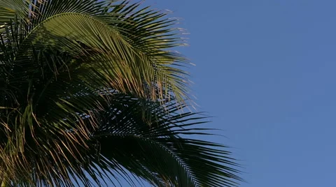 Palm tree fronds blowing in wind, slow motion CU Stock Footage 46589084