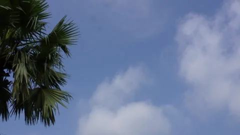 Palm Tree Fronds Stock Footage 335219735