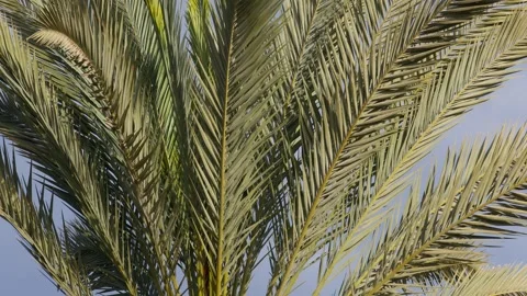 Palm Tree Fronds Moving in Sunlight, Marrakesh, Morocco Outdoor Nature Scene Stock Footage 342680824