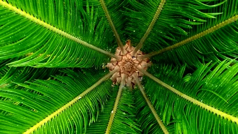 Palm tree fronds moving on the wind Stock Footage 132871759