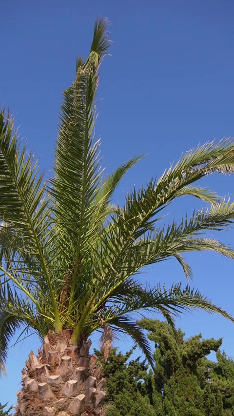 Palm tree fronds swaying in the wind against clear blue sky 動画素材 338162103