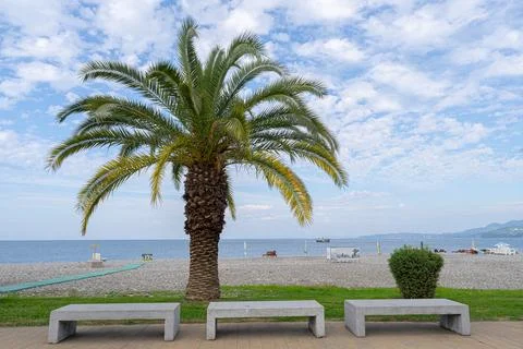 A palm tree is in front of a beach with a few benches. Stock Photos