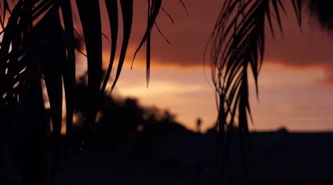 Palm Tree in Front of a Beautiful Pink Sky Video stock 63931779