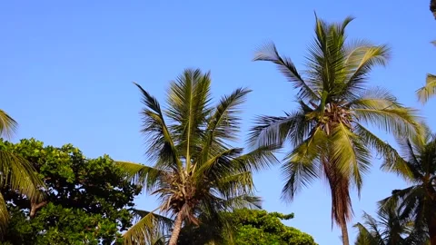 Palm tree in Front of Blue sky Video stock 166810551