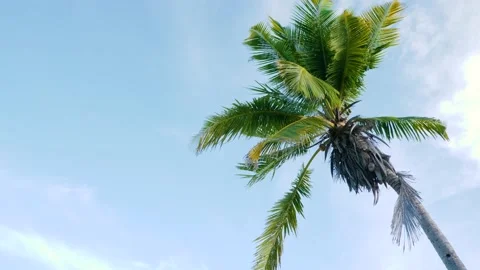 Palm tree in front of the blue sky on a windy day Stock Footage 178036618