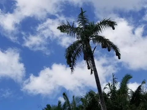 Palm tree in front of a blue sky. Stock Photos