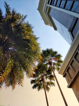 A palm tree is in front of a building. Stock Photos