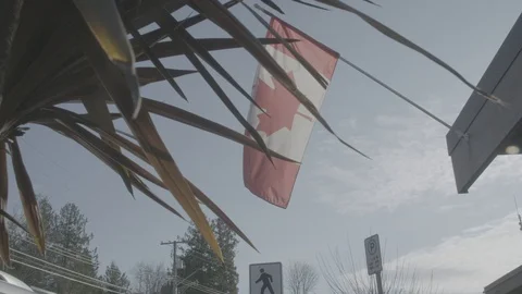 Palm tree in front of Canadian flag Stock Footage 127043093