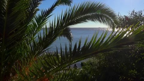 Palm tree in front of Caribbean Sea Stock Footage 213609901