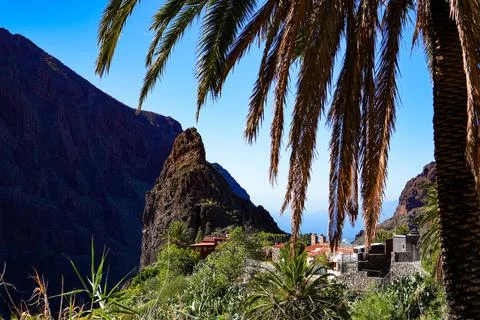 Palm Tree in Front of Mountain, Captured in Masca Valley, Tenerife Stockfoto's