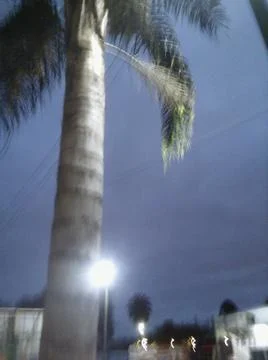 Palm tree in front with no words isolated background with night sky in city a 写真素材