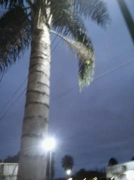 Palm tree in front with no words isolated background with night sky in city a 写真素材