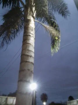 Palm tree in front with no words isolated background with night sky in city a 写真素材