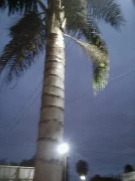 Palm tree in front with no words isolated background with night sky in city a 写真素材