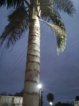 Palm tree in front with no words isolated background with night sky in city a 写真素材