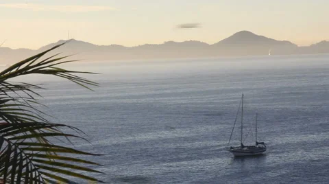Palm tree in front of ocean and sailboat Stock Footage 1072318