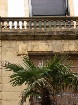 Palm tree in front of old medieval town in southern Europe. Stock Photos