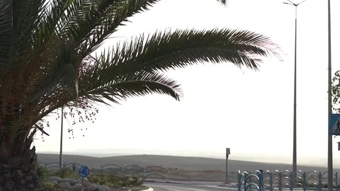 Palm Tree in front of a roundabout Stock Footage 93800788