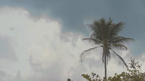 A palm tree in front of a sunny blue sky blowing in the wind/breeze Stock Footage 88764590