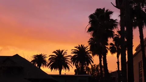 A palm tree in front of a sunset Stock Footage 155586765