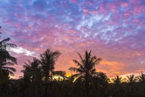 A palm tree in front of a sunset Stock Photos