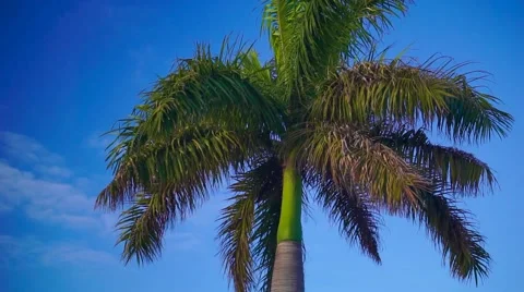 Palm Tree in front of vibrant blue sky Video stock 61325508