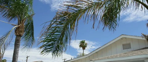 Palm tree in front of a villa Stock Footage 103413127