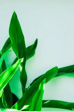 Palm tree in front of the white wall. Beautiful palm leaf summer background. 库存照片