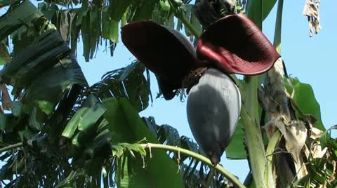 Palm Tree with Fruit Stock-Footage 11219941