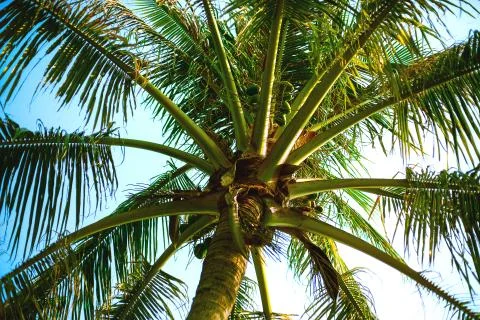Palm tree with fruit fruit on a background of blue sky Stock Photos