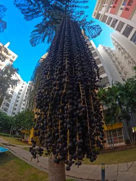 Palm tree fruit Stock-Fotos