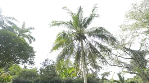 Palm tree in a garden in the Caribbean 스톡 동영상 138898967