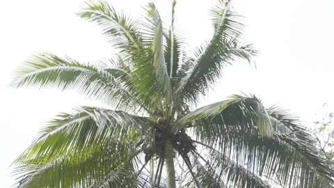 Palm tree in a garden in the Caribbean 스톡 동영상 138899130