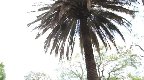 Palm tree in a garden Stock Footage 51564507