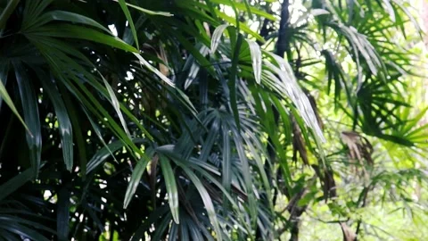 Palm tree in the garden Stockbeeldmateriaal 237144837