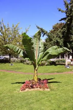 Palm tree in a garden Stock Photos