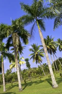 Palm tree garden Stock Photos