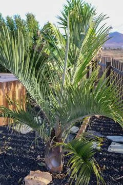 Palm tree in the garden Stock Photos