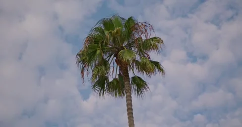 Palm Tree Gently Swaying Against a Cloudy Sky Stock Footage 323518928