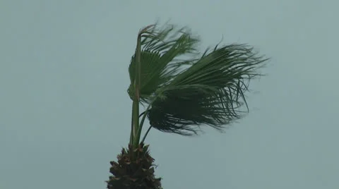 Palm Tree Getting Blown By Hurricane Stock Footage 25332109