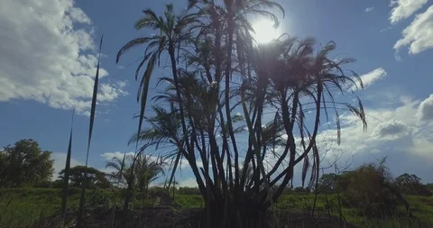 Palm tree - gimbal forward tracking shot Stock Footage 121994878
