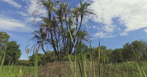 Palm tree - gimbal tracking shot partially around Stock Footage 121995484