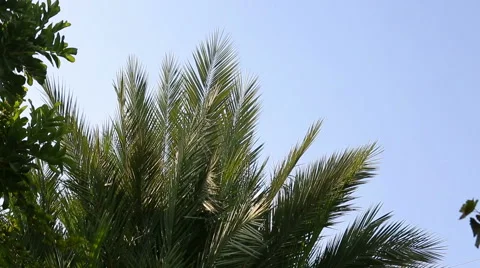 Palm tree going to blur Stock Footage 58427723