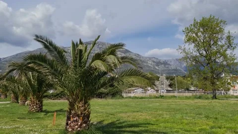 Palm tree on the grass against the backdrop of the mountains Stock Footage 183814263