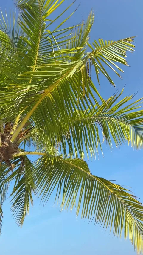 Palm tree with green branches against blue sky, close up 库存影片 306353637
