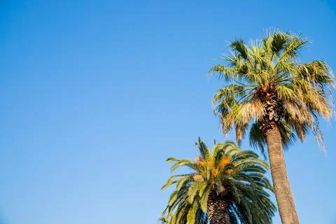 Palm tree with green branches and coconuts against cloudless blue sky in Stock Photos