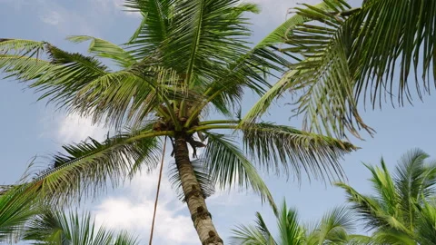 Palm tree with green coconuts bottom view against blue sky. Fresh coconuts on Stock Footage 235787312